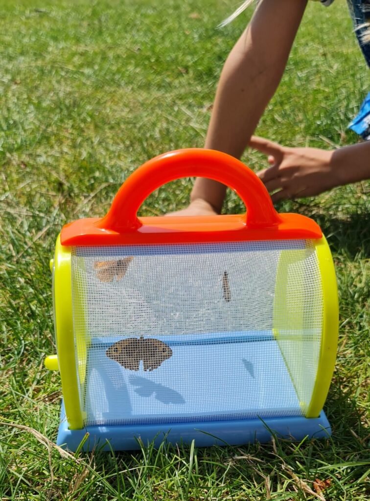 Butterflies