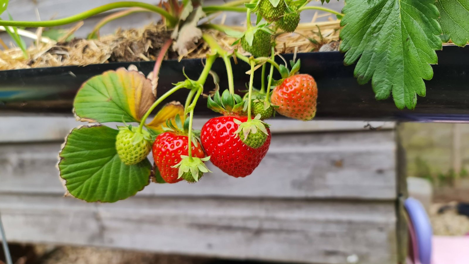 First Strawberries