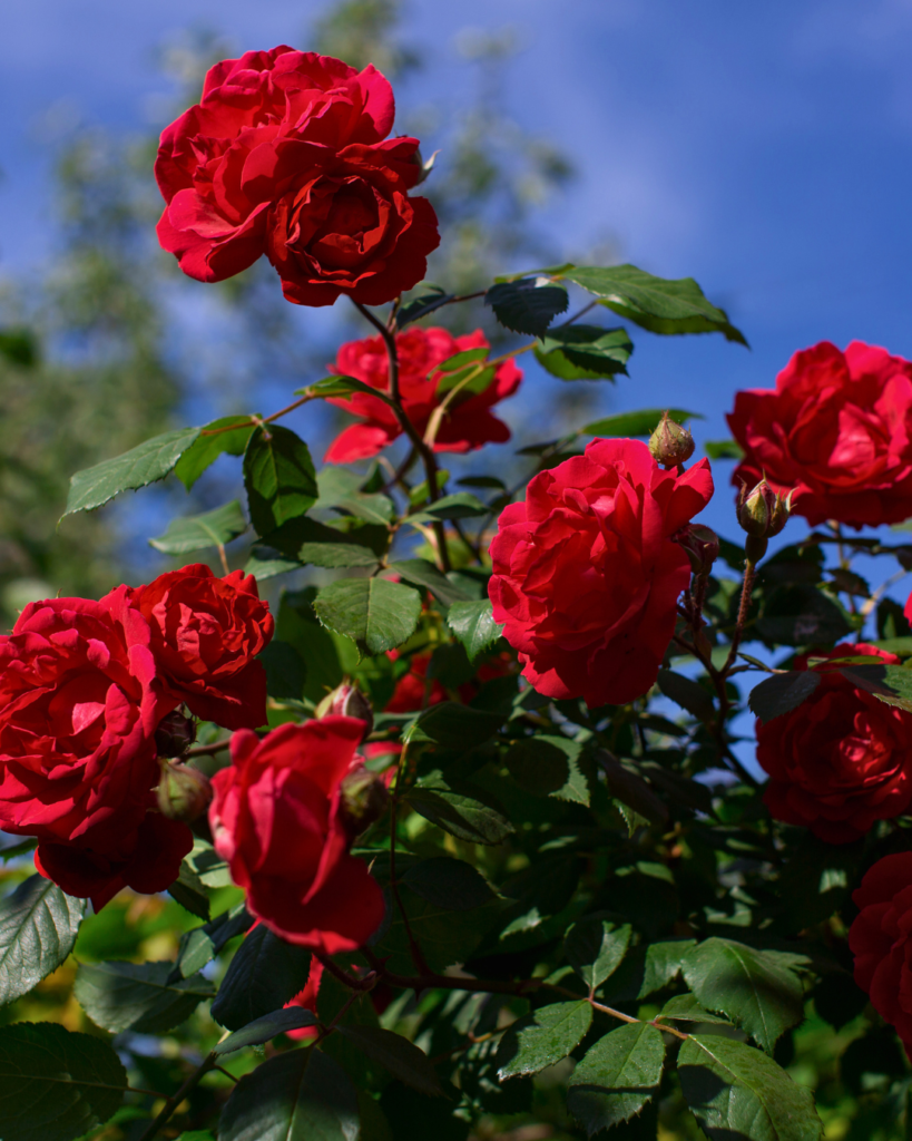 Rose Water Red Roses