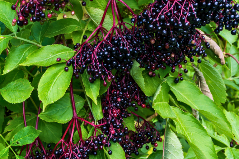Elderberries
