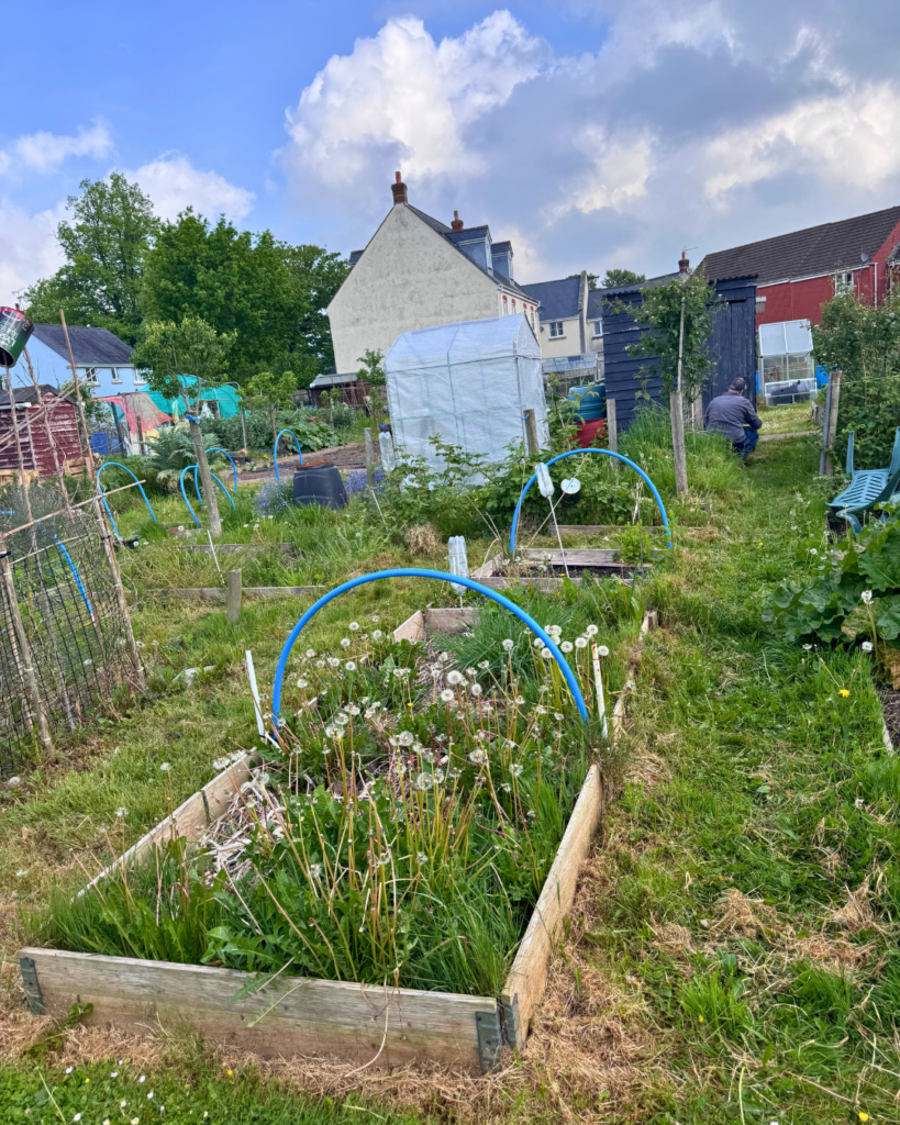 Allotment 1