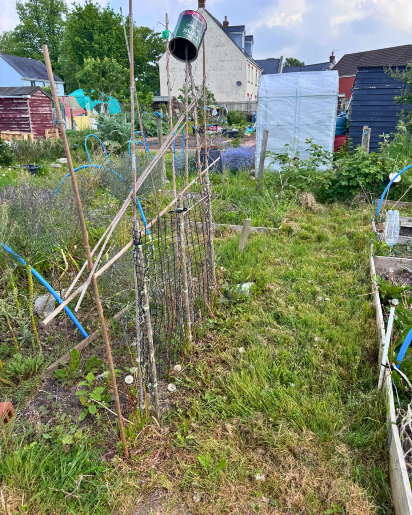 Allotment 2