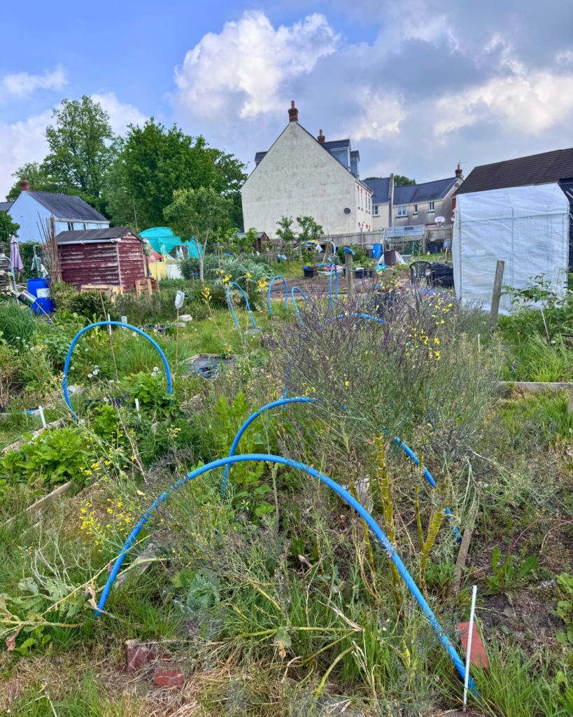 Allotment 3