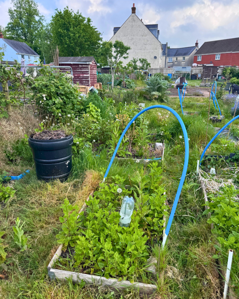 Allotment 4