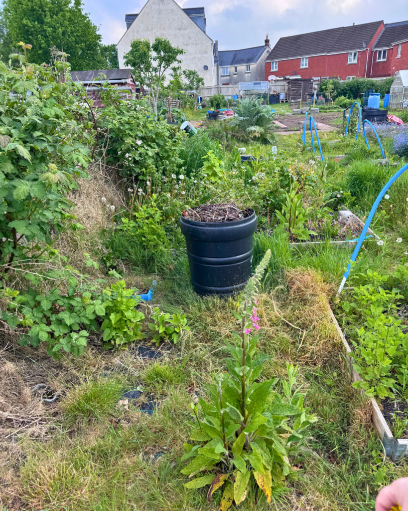 Allotment 5