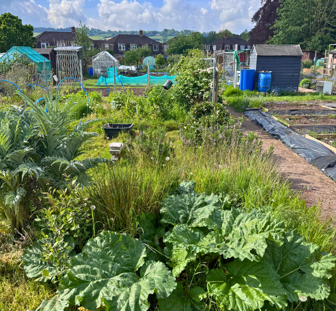 Allotment 6