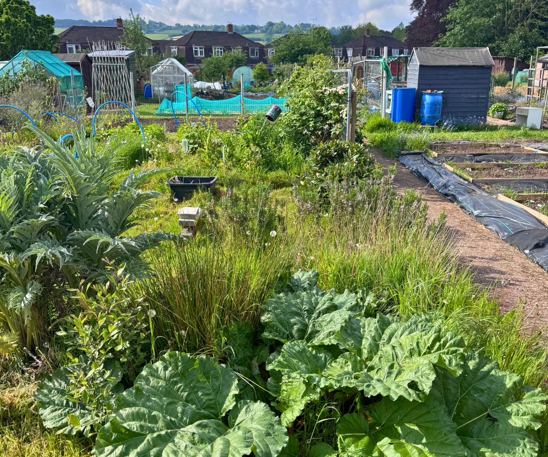 Allotment 6
