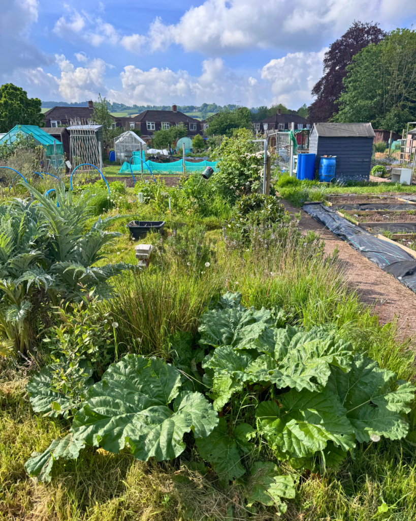 Allotment 6