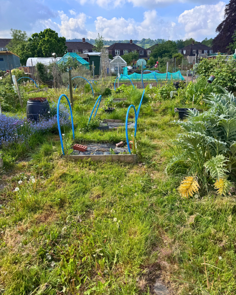 Allotment 7