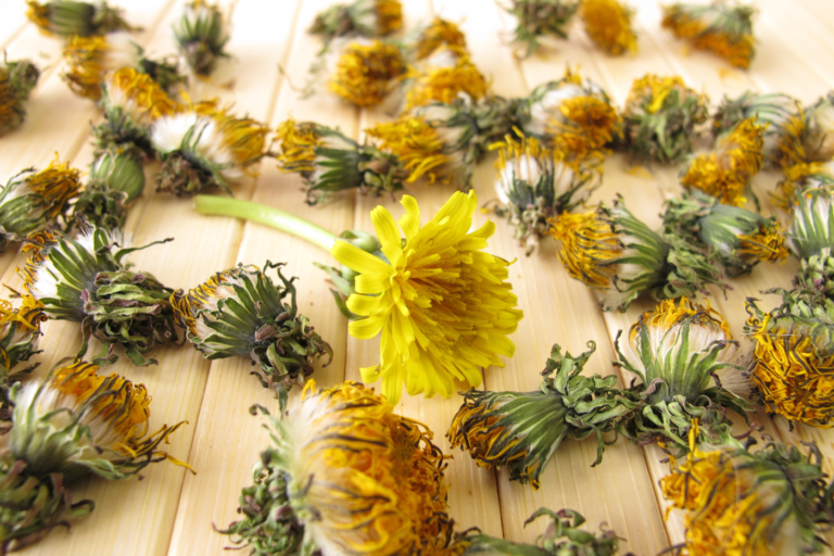 Dandelions Drying