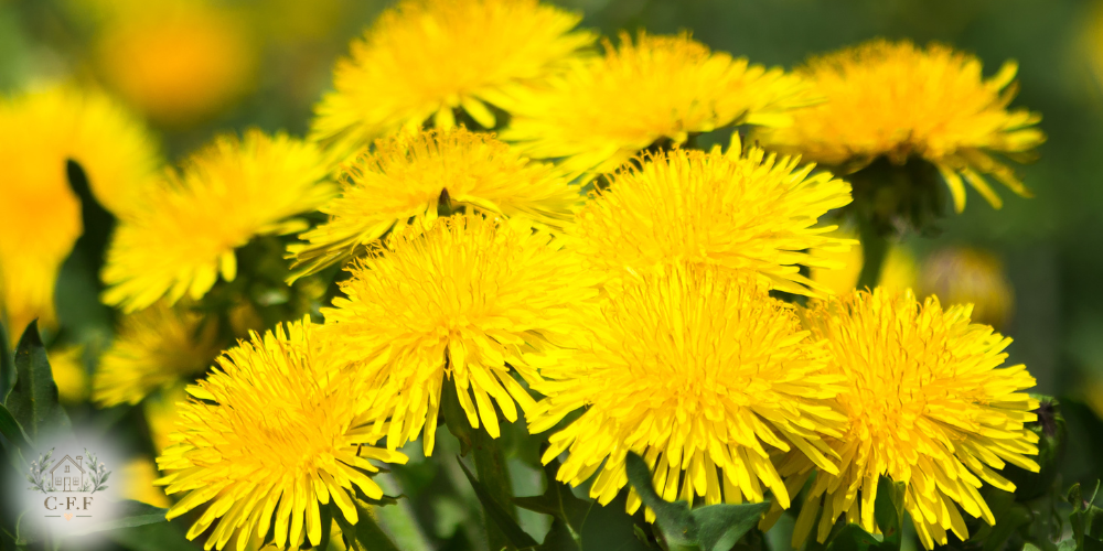 Dandelions