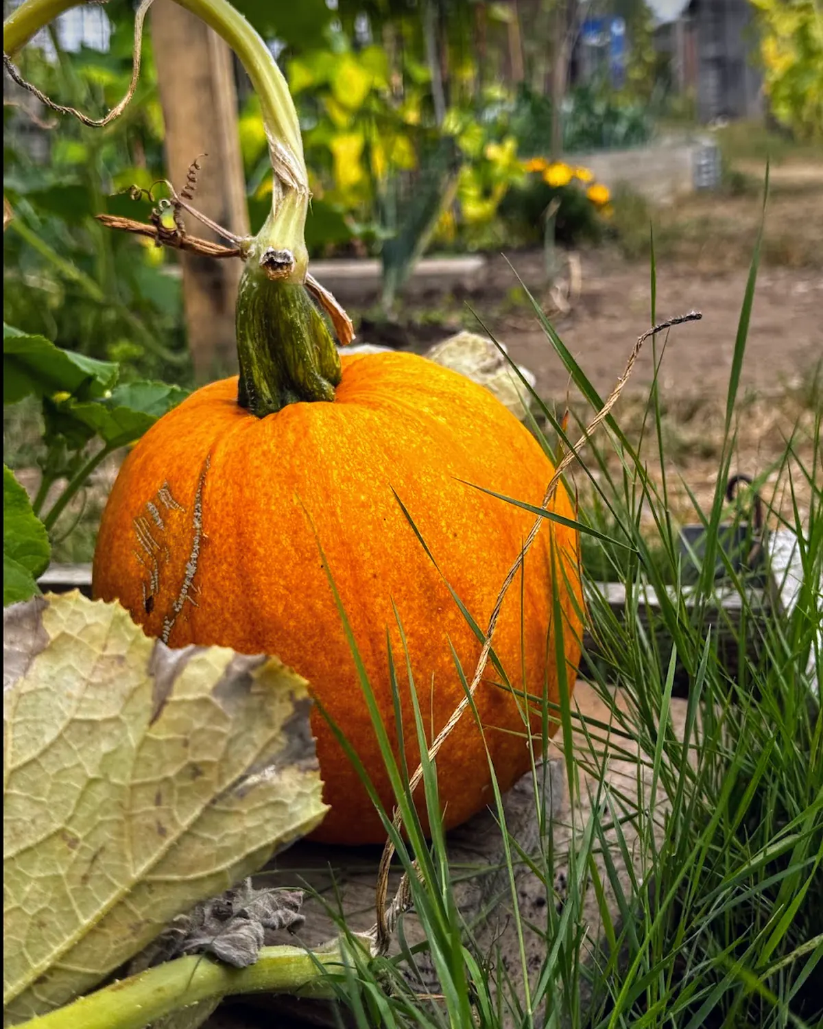 Growing at Cornelius-Ford Family