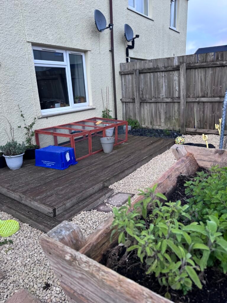 Growing our own food the start